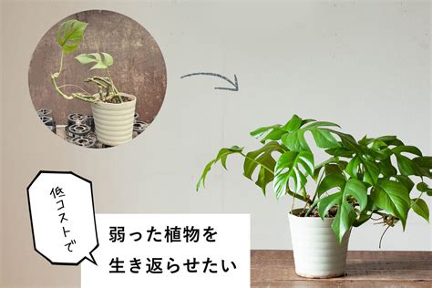 枯萎植物 風水|【植物風水】家の中で植物が枯れてしまった場合は風水目線で。